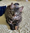 Autumn and Ember - Offered by Owner - Bonded
