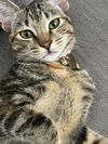 Autumn and Ember - Offered by Owner - Bonded