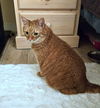 GINGER - Offered by Owner - Sweet Senior