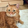 GINGER - Offered by Owner - Sweet Senior