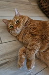 GINGER - Offered by Owner - Sweet Senior