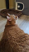GINGER - Offered by Owner - Sweet Senior