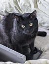 GEOFFREY - Offered by Owner - Sweet Boy
