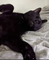 GEOFFREY - Offered by Owner - Sweet Boy