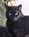 GEOFFREY - Offered by Owner - Sweet Boy