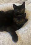 ELPHABA and GLINDA - Sweet Snugglers