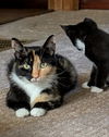 MOLLY - Young Calico