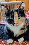 MOLLY - Young Calico