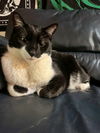 ILLUMI - Offered by Owner - Needs Stability