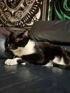 ILLUMI - Offered by Owner - Needs Stability