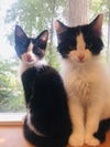 BENJAMIN (and sisters Poppi, Rosie and Mila)