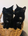 POPPI (and siblings Benj, Rosie and Mila)