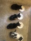 ROSIE (and siblings Poppi, Benj and Mila)