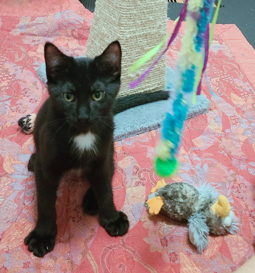 Kitten Rosie