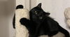 TOOTHLESS - Offered by Owner - Young Male
