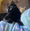 TOOTHLESS - Offered by Owner - Young Male