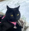 TOOTHLESS - Offered by Owner - Young Male