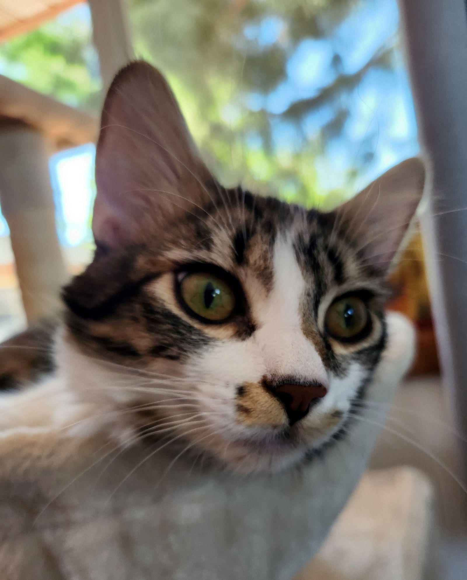 adoptable Cat in Hillsboro, OR named Callie & Cleo Teen sisters