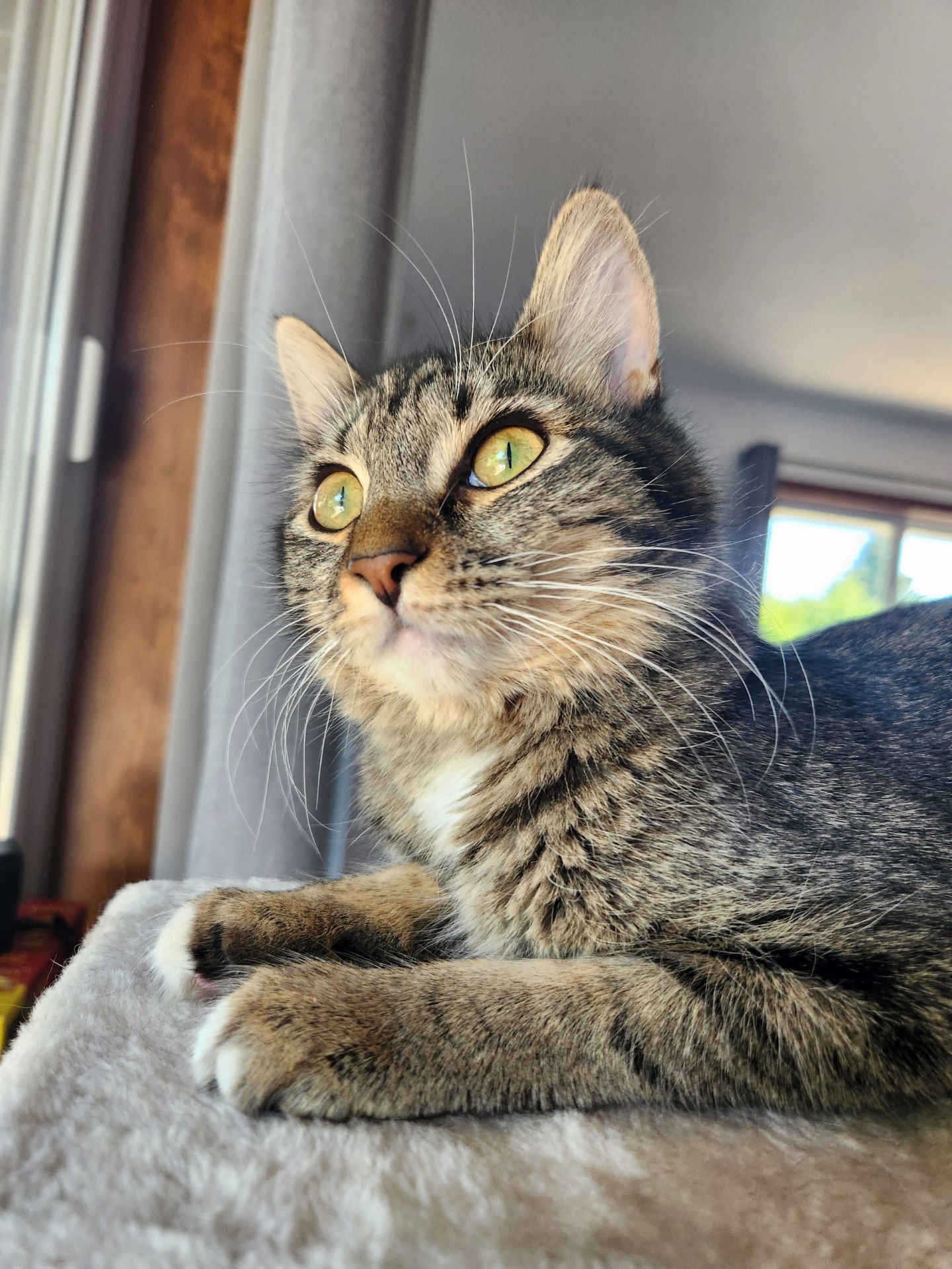 adoptable Cat in Hillsboro, OR named Callie & Cleo Teen sisters