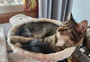 Callie & Cleo Teen sisters