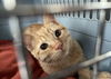 CHEDDAR - Offered by Owner - Young Female