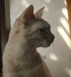 CHEDDAR - Offered by Owner - Young Female
