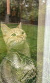 CHEDDAR - Offered by Owner - Young Female