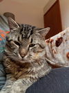 BUBBA  - Big Friendly Guy