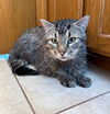 BUBBA  - Big Friendly Guy