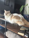 DIO - Offered by Owner - Fluffy and Young Male
