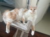 DIO - Offered by Owner - Fluffy and Young Male