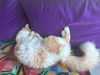 DIO - Offered by Owner - Fluffy and Young Male