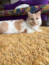 DIO - Offered by Owner - Fluffy and Young Male