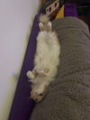 DIO - Offered by Owner - Fluffy and Young Male