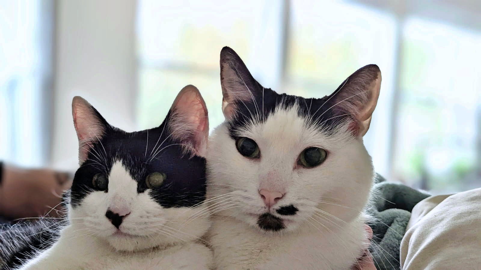 adoptable Cat in Hillsboro, OR named GARY & RUBY - Bonded Pair