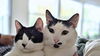 GARY & RUBY - Bonded Pair
