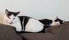 GARY & RUBY - Bonded Pair