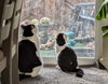GARY & RUBY - Bonded Pair