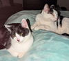 GARY & RUBY - Bonded Pair