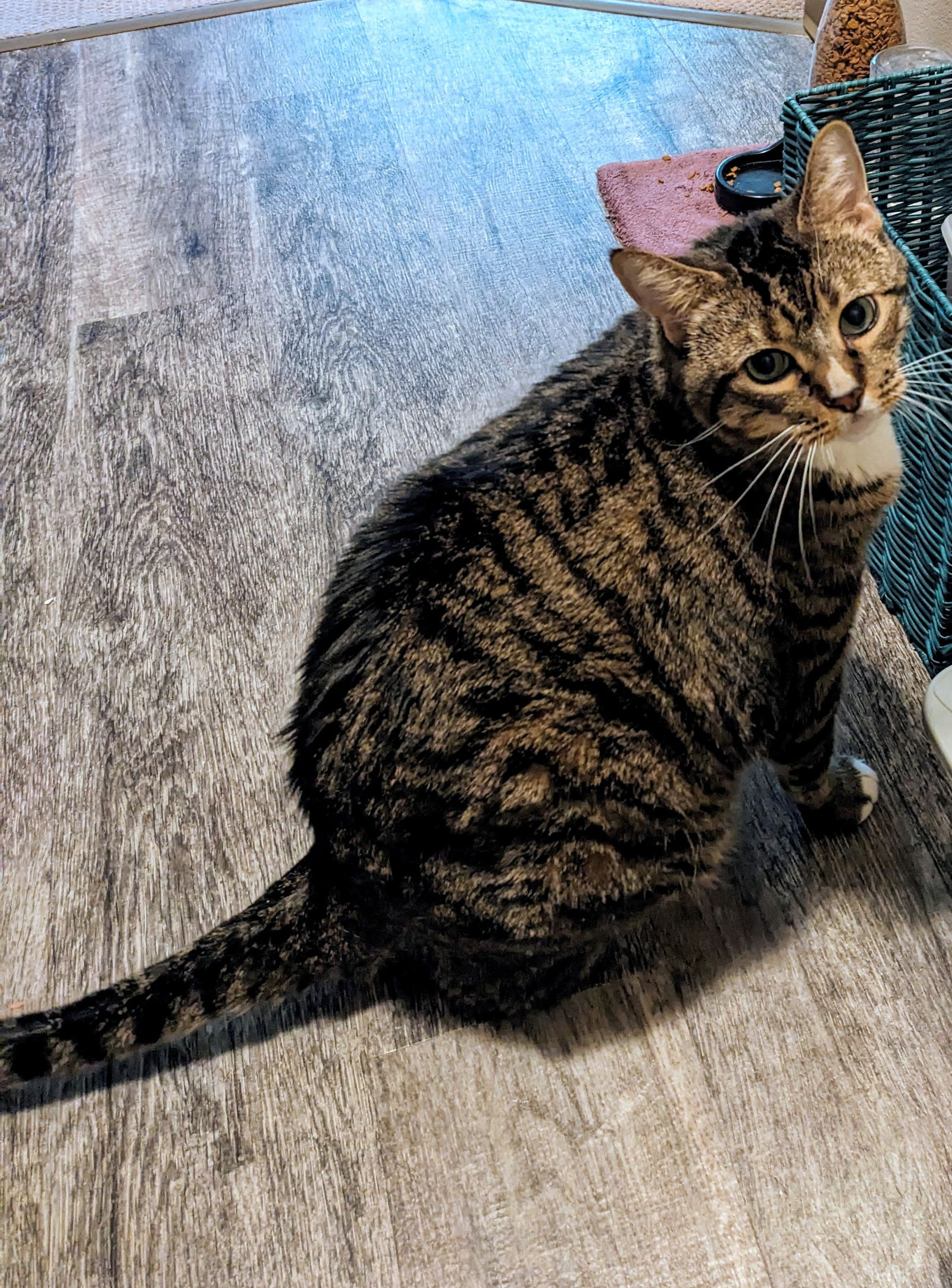 adoptable Cat in Hillsboro, OR named LUCKY - Offered by Owner - Senior needs help