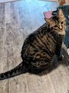 LUCKY - Offered by Owner - Senior needs help