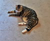 LUCKY - Offered by Owner - Senior needs help