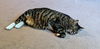 LUCKY - Offered by Owner - Senior needs help
