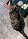 LUCKY - Offered by Owner - Senior needs help