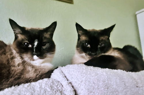 CLARK & LANIE -Offered by Owner - Senior Siamese