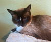 CLARK & LANIE -Offered by Owner - Senior Siamese