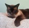 CLARK & LANIE -Offered by Owner - Senior Siamese