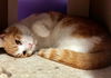 BELLA - Offered by Owner - Sweet but Shy