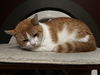 BELLA - Offered by Owner - Sweet but Shy