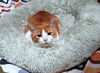 BELLA - Offered by Owner - Sweet but Shy
